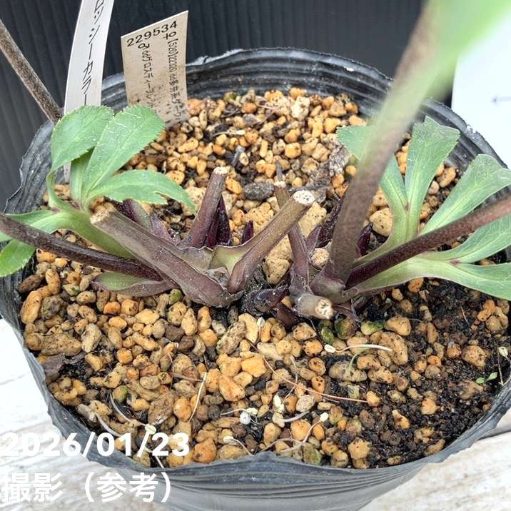 お買い得一点物咲き進み株】加藤農園 クリスマスローズ グロッシー