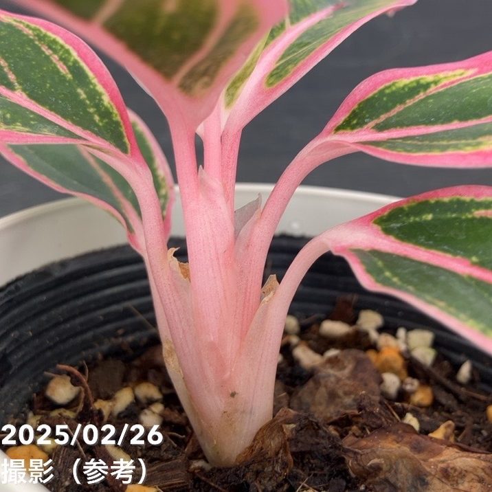 激レア！現品お届け】アグラオネマ 4号 ロータスディライト（1）｜観葉