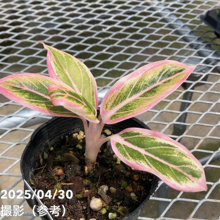 激レア！現品お届け】アグラオネマ 4号 ロータスディライト（1）｜観葉