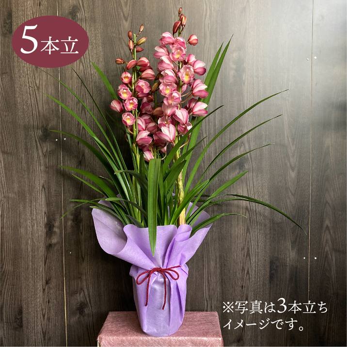 シンビジューム ピンク系 6号 5本立｜洋蘭04-PA | ギフト,胡蝶蘭・洋