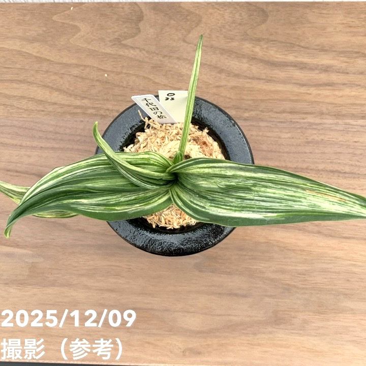 現品お届け】豊明園 万年青 オモト 千代田の松 陶器鉢（O33）｜観葉10