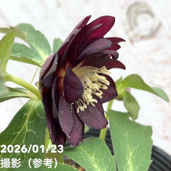 一点物】加藤農園 クリスマスローズ チョコレートゴールド 4.5号（KT36