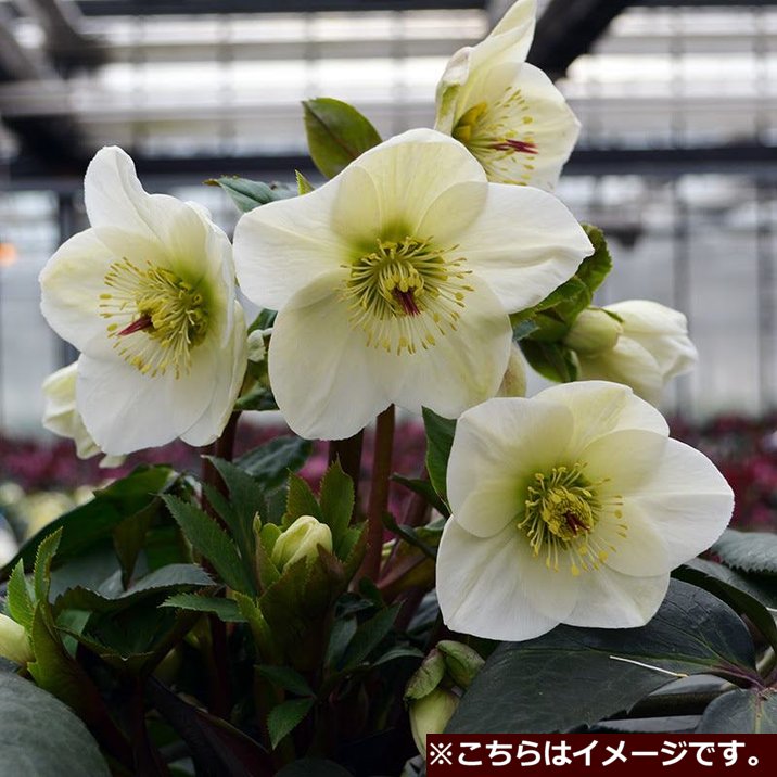 クリスマスローズ 氷の薔薇 4.5号 ホワイト｜山野04-PA | 草花