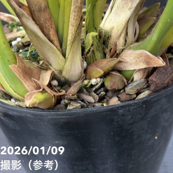 花芽3個＞ミスマフェット 6号｜ミツバチ蘭｜洋蘭10-TU | 草花,蘭