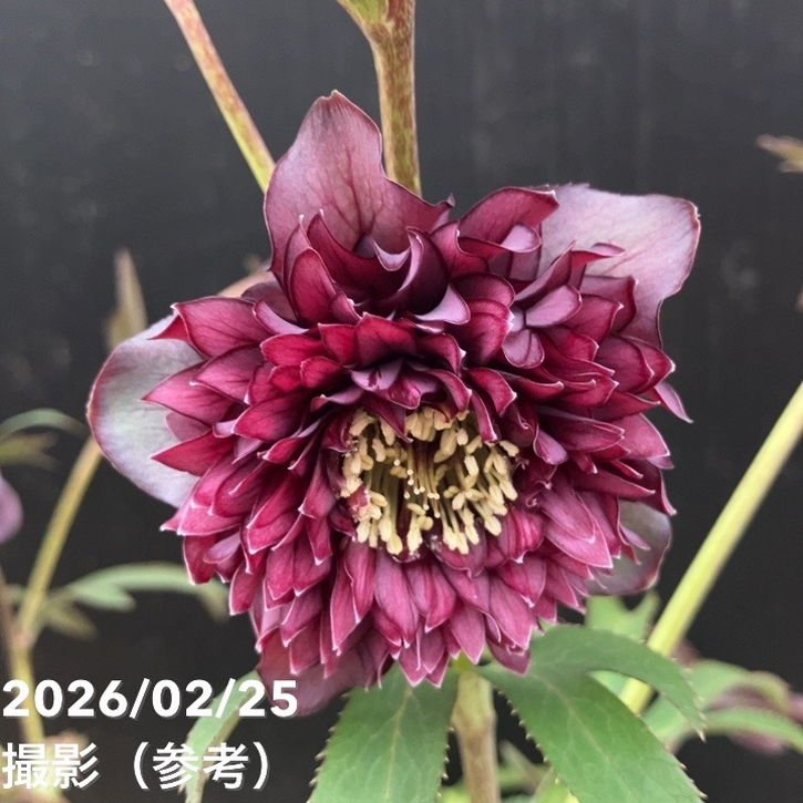 一点物】広瀬園芸 クリスマスローズ 4.5号（HR42）｜山野04-PA | 草花