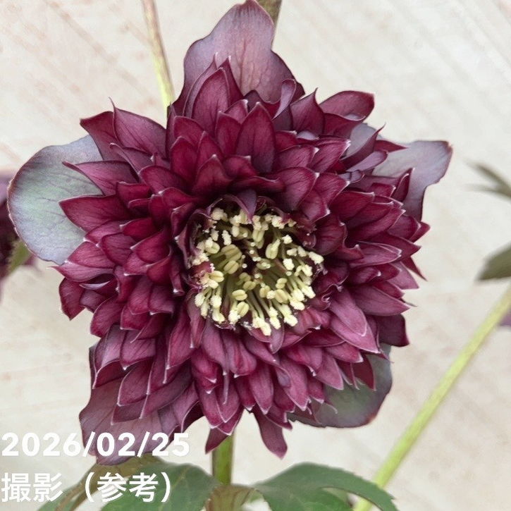 一点物】広瀬園芸 クリスマスローズ 4.5号（HR42）｜山野04-PA | 草花