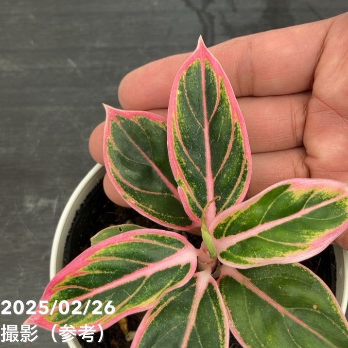 激レア！現品お届け】アグラオネマ 4号 ロータスディライト（2）｜観葉