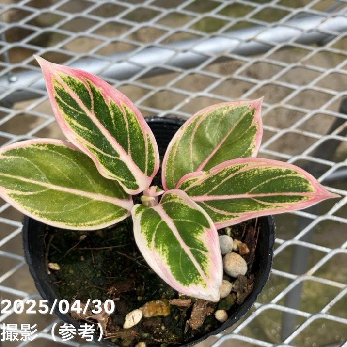 激レア！現品お届け】アグラオネマ 4号 ロータスディライト（2）｜観葉