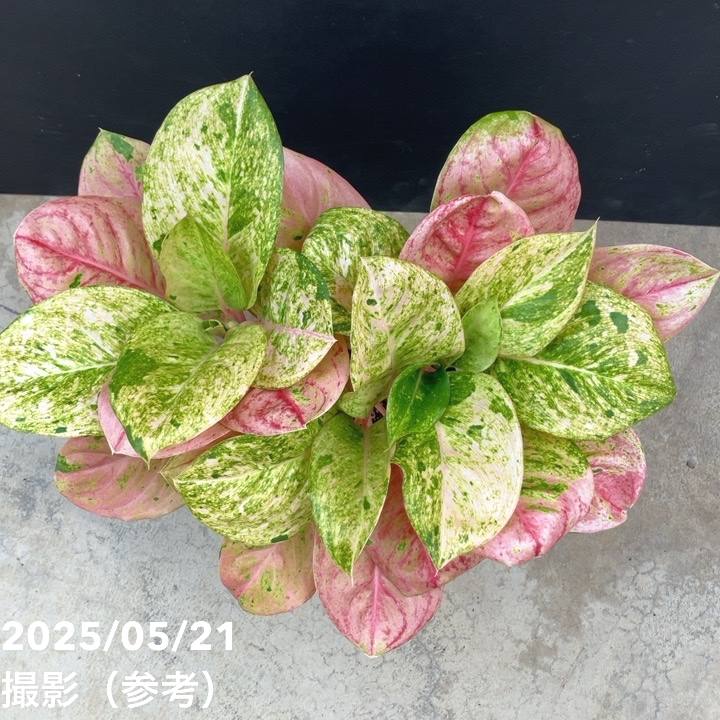 激レア！現品お届け】アグラオネマ 5号 ピンクイメリタス（1）｜観葉10