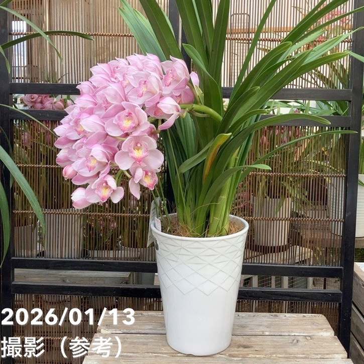 ☆シンビジューム☆CYM あんみつ姫☆アーチ☆陶器7号鉢☆5F