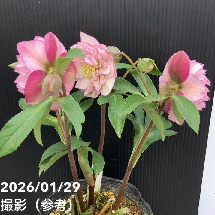 一点物】横山園芸 クリスマスローズ プリマドレス 4.5号（YK19）｜山野