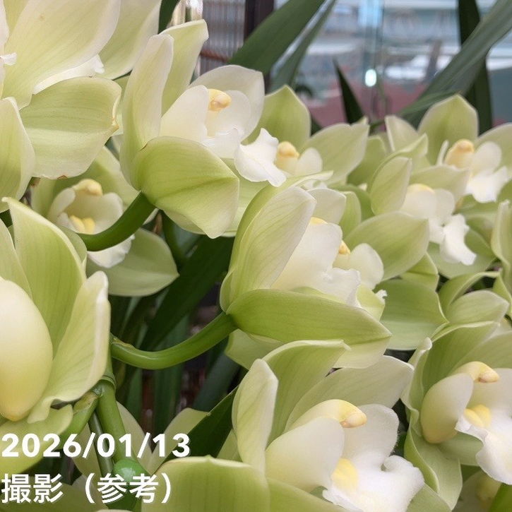 シンビジューム アーチ 7号陶器鉢 4本立 リトルガール スペースシティ