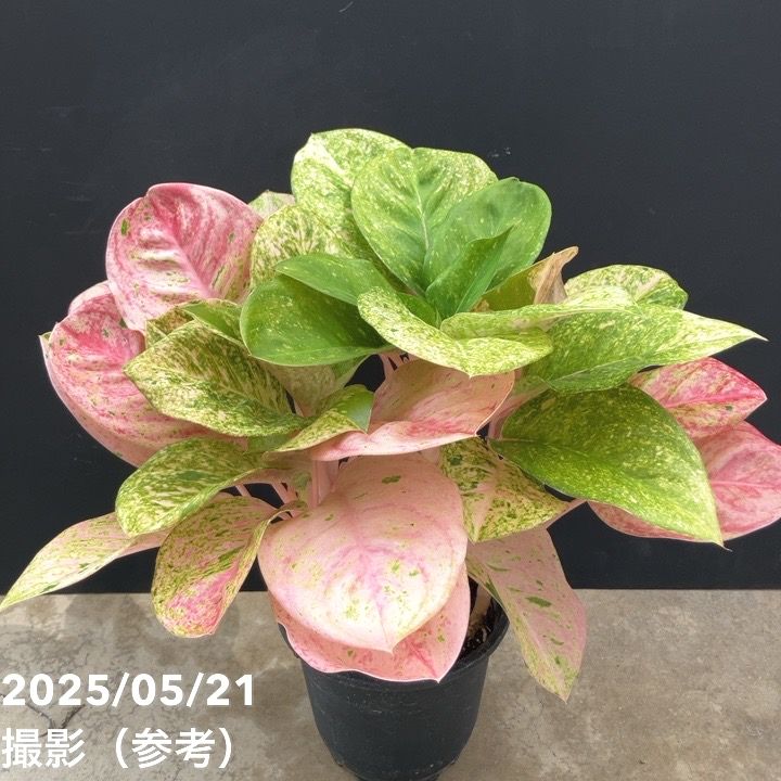 激レア！現品お届け】アグラオネマ 5号 ピンクイメリタス（4）｜観葉10