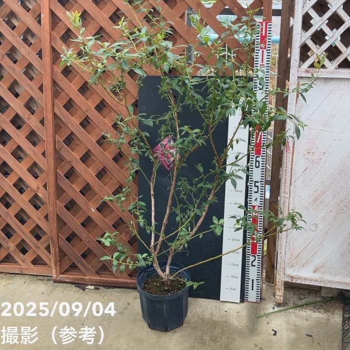 ハイブリッドブルーベリー ピンクレモネード 7号スリット鉢（接木苗