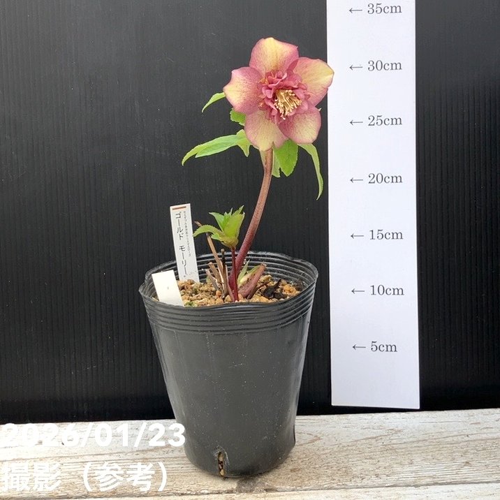 一点物】加藤農園 クリスマスローズ ゴールドモーリー 4.5号（KT43