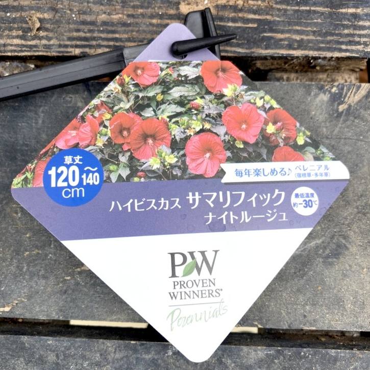 PW ハイビスカス サマリフィック ナイトルージュ 11cmロングポット×2鉢