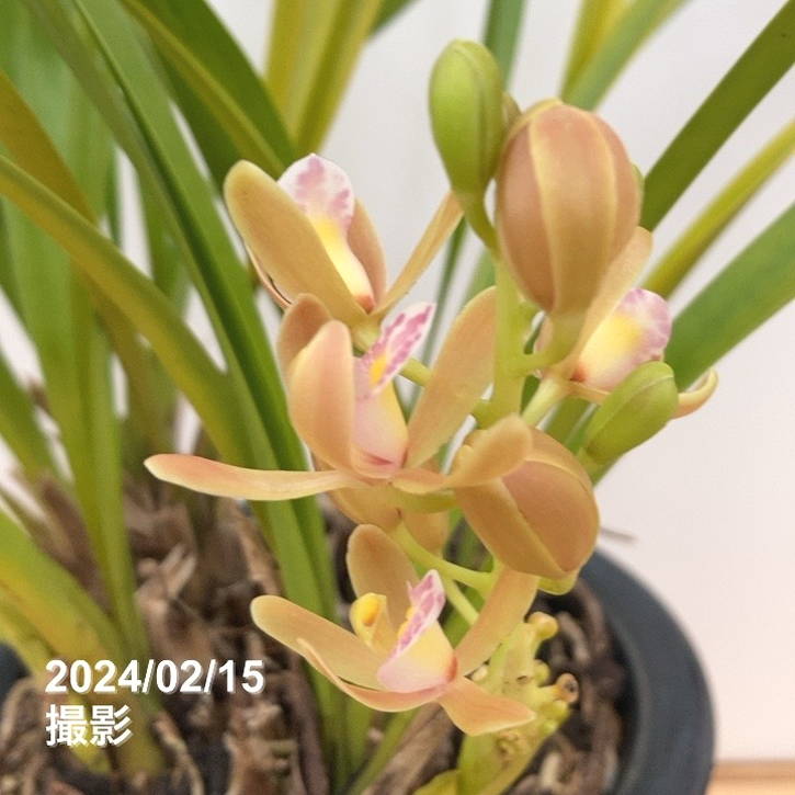 花芽2個以上＞キンリョウヘン 5号（白花）｜ミツバチ蘭｜洋蘭10-TU