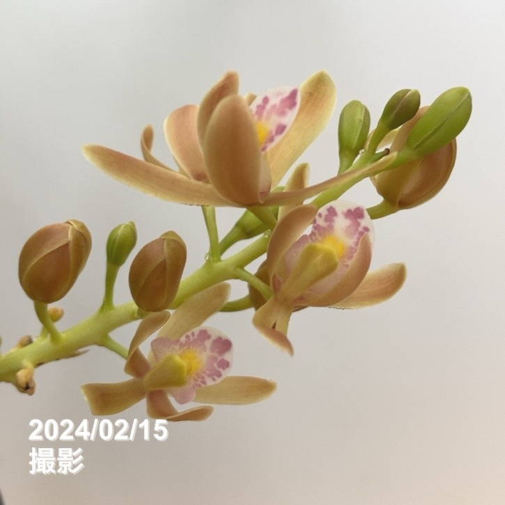 キンリョウヘン 白花 3鉢 日本蜜蜂 誘引 ショップ 4寸。「花芽合計20