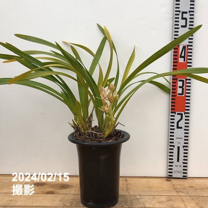 R8年キンリョウヘン花芽10本#2 花芽2個以上＞キンリョウヘン 5号（白花