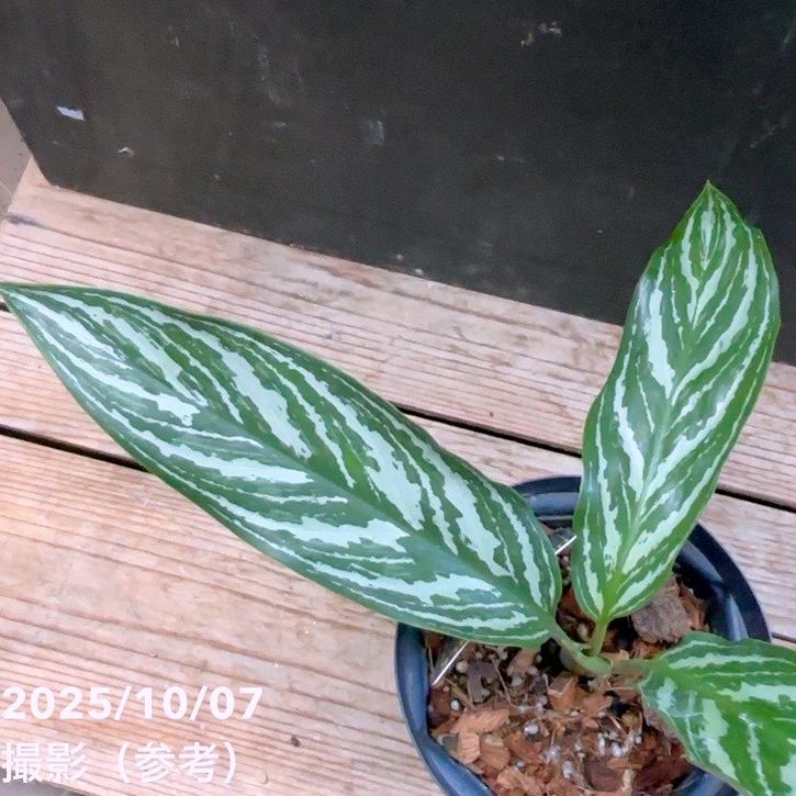 現品お届け】アグラオネマ ニティドゥム カーティシー Aglaonema