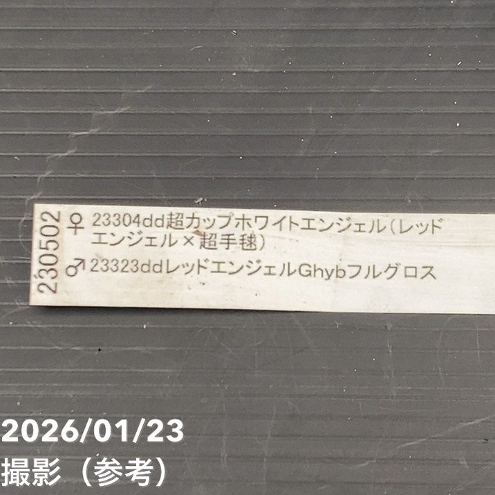 お買い得一点物咲き進み株】加藤農園 クリスマスローズ 4.5号（KT46