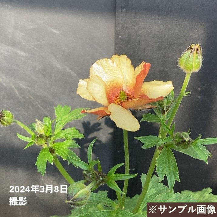 ラナンキュラス ラックスシリーズ 3.5～4号 ウラノス｜草花04-PA