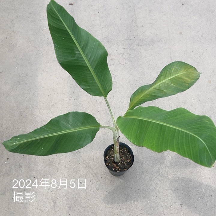 数量限定】アイスクリームブルーバナナ（苗）4号｜果樹04-PA | 果樹