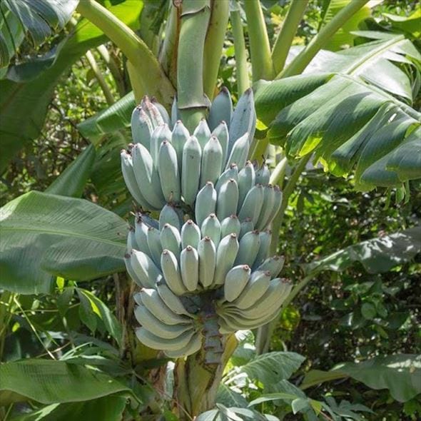 数量限定】アイスクリームブルーバナナ（苗）4号｜果樹04-PA | 果樹