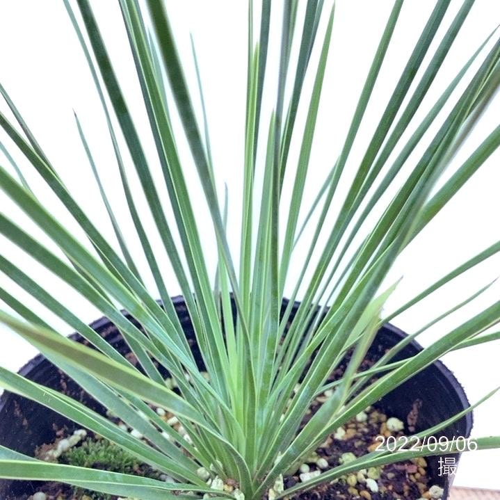 ユッカ 4号 リネアリフォリア（Yucca linearifolia）｜花木01-D1