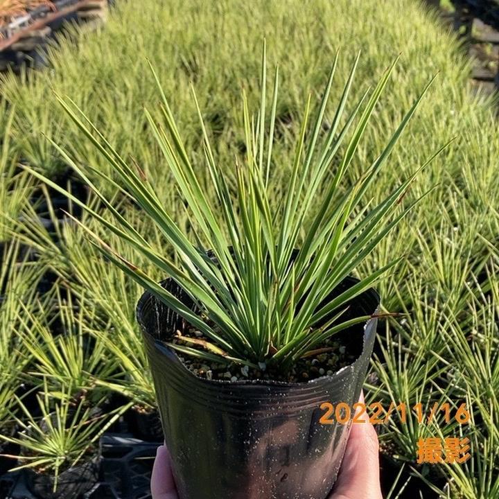 ユッカ 4号 リネアリフォリア（Yucca linearifolia）｜花木01-D1