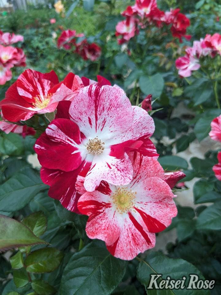 赤本 バラ売り⭕️ 赤本 バラ売り - メルカリ