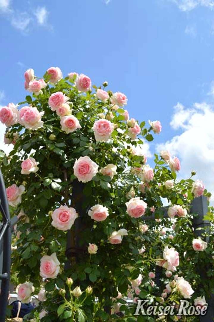 つるバラ長尺苗 ピエール ドゥ ロンサール 6号 京成バラ園芸｜s200