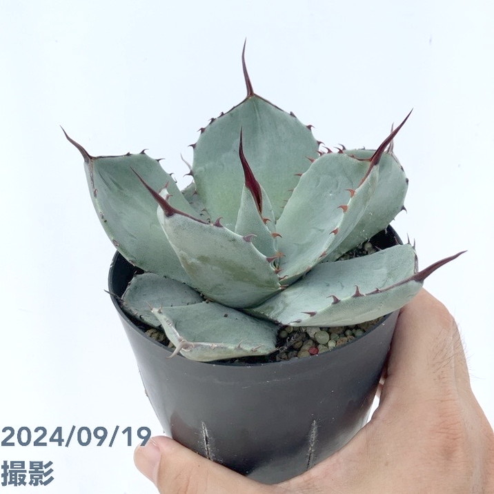 アガベ 3.5号 パリー トランカータ parryi truncata｜観葉01-D1 | 観葉