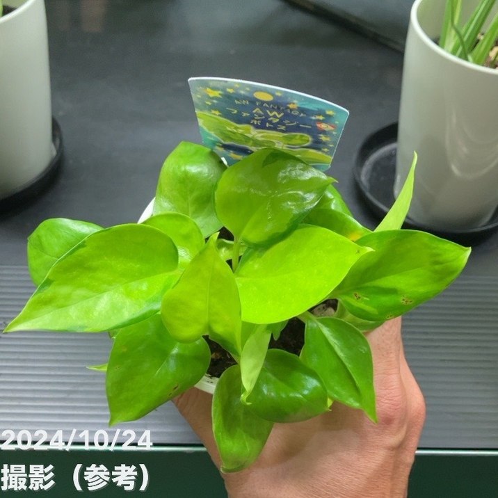 ポトス AWファンタジー 3.5号｜観葉04-PA | 観葉・多肉,ポトス | 赤塚