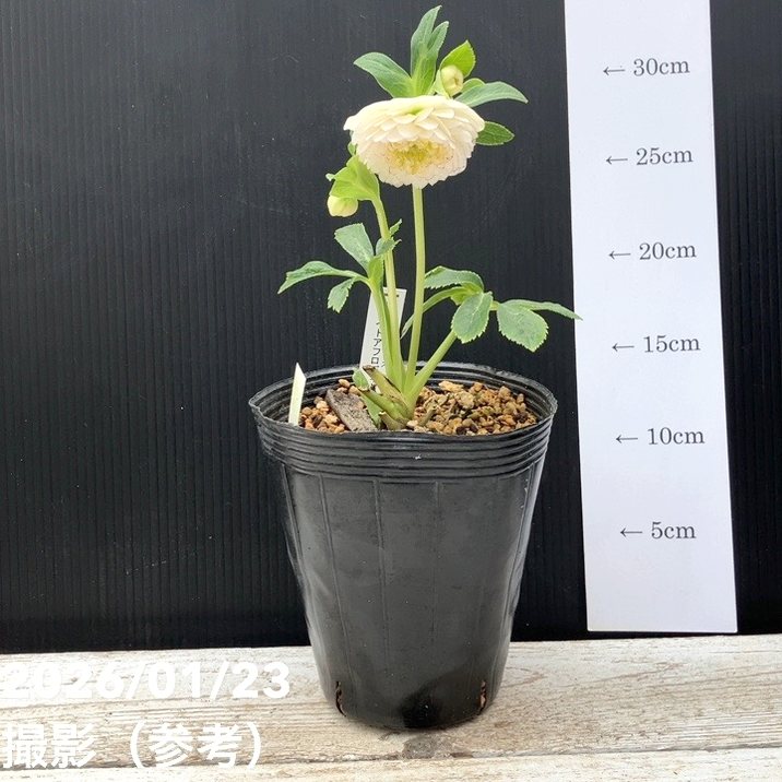 一点物】加藤農園 クリスマスローズ ホワイトアフロディーテ 4.5号