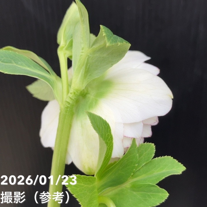 一点物】加藤農園 クリスマスローズ ホワイトアフロディーテ 4.5号