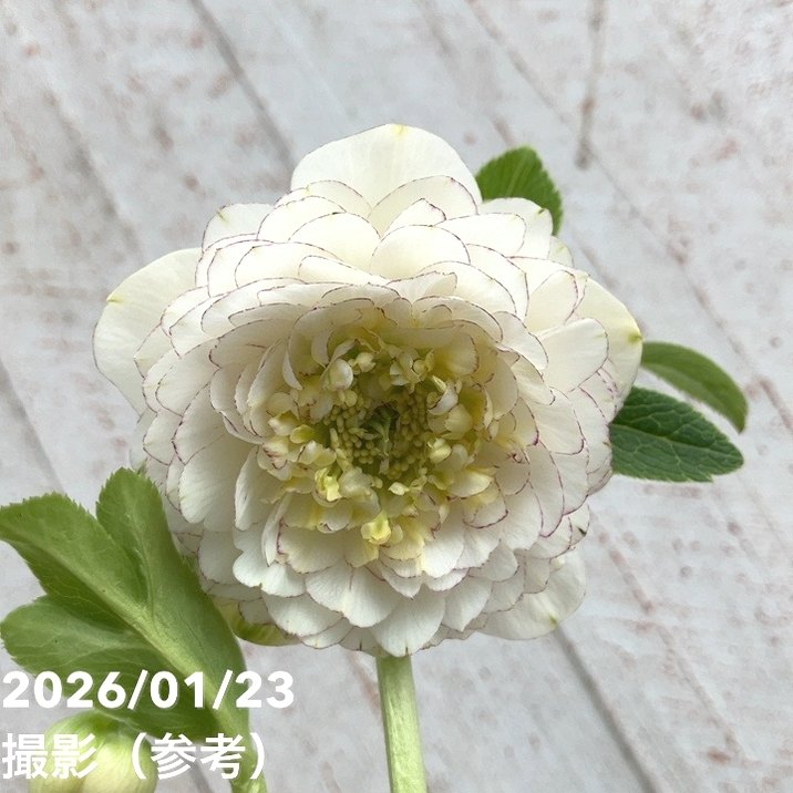 一点物】加藤農園 クリスマスローズ ホワイトアフロディーテ 4.5号