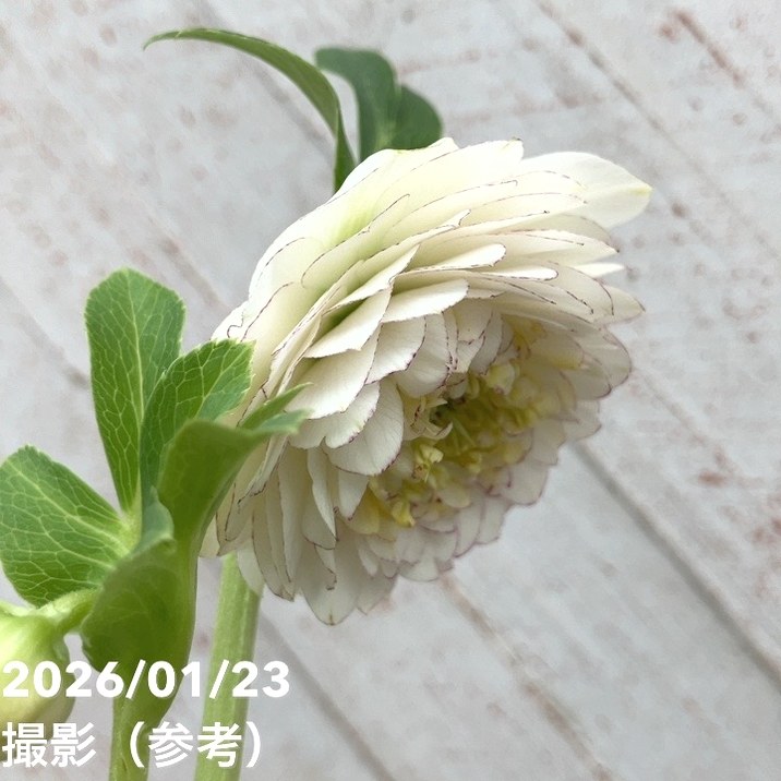 一点物】加藤農園 クリスマスローズ ホワイトアフロディーテ 4.5号