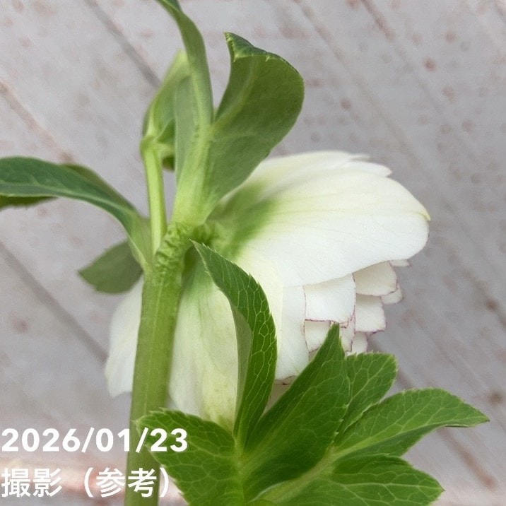 一点物】加藤農園 クリスマスローズ ホワイトアフロディーテ 4.5号