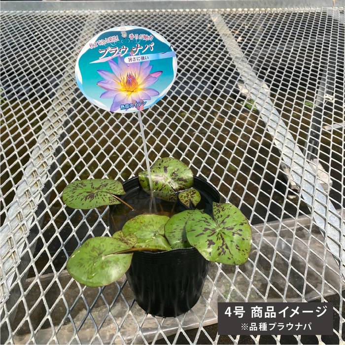 熱帯スイレン 4号 エドワード D ウバー｜草花01-D1 | 草花,熱帯