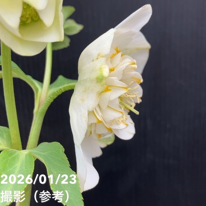 一点物】加藤農園 クリスマスローズ モーリー 4.5号（KT41）｜山野04