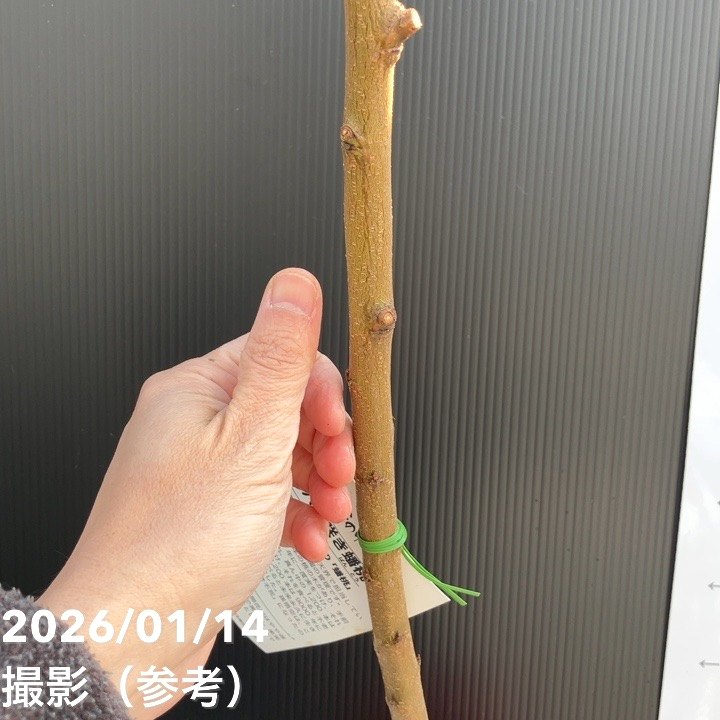 桃 八重咲き蟠桃（ばんとう）5号ポット｜果樹04-PA | 果樹,モモ | 赤塚