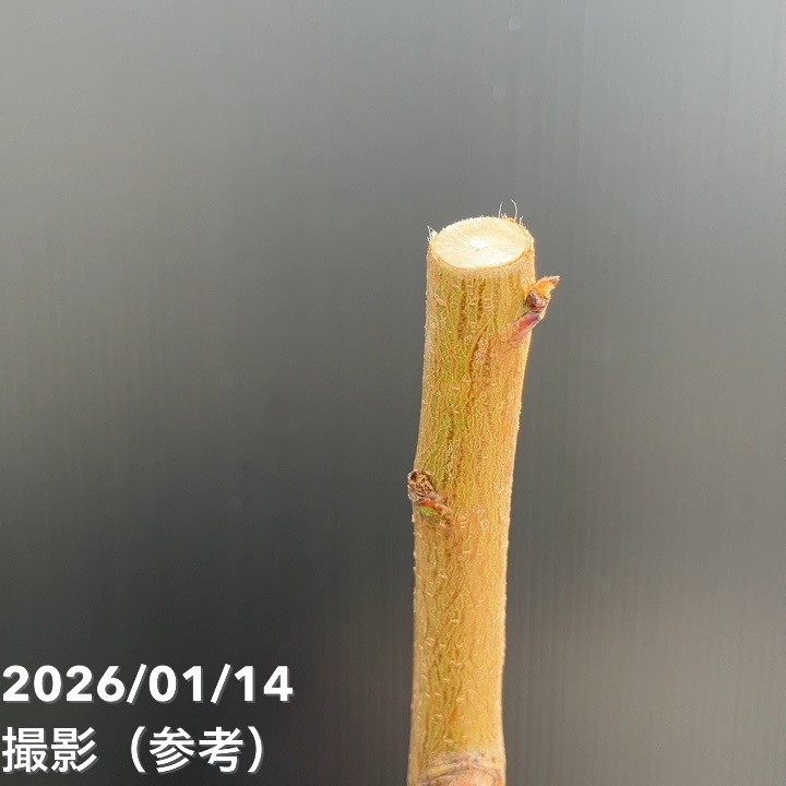 桃 八重咲き蟠桃（ばんとう）5号ポット｜果樹04-PA | 果樹,モモ | 赤塚