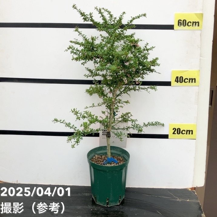 フィンガーライム 5号ロングスリット鉢 リトルルビー｜柑橘｜果樹10-TU