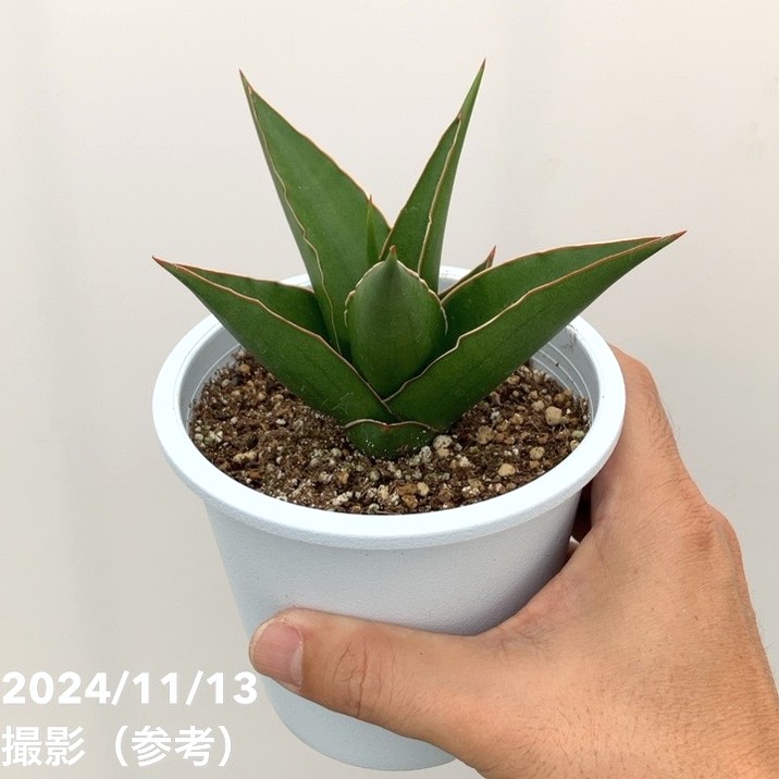 サンスベリア 4号 タワーブルー（子株）｜観葉02-D2 | 観葉・多肉