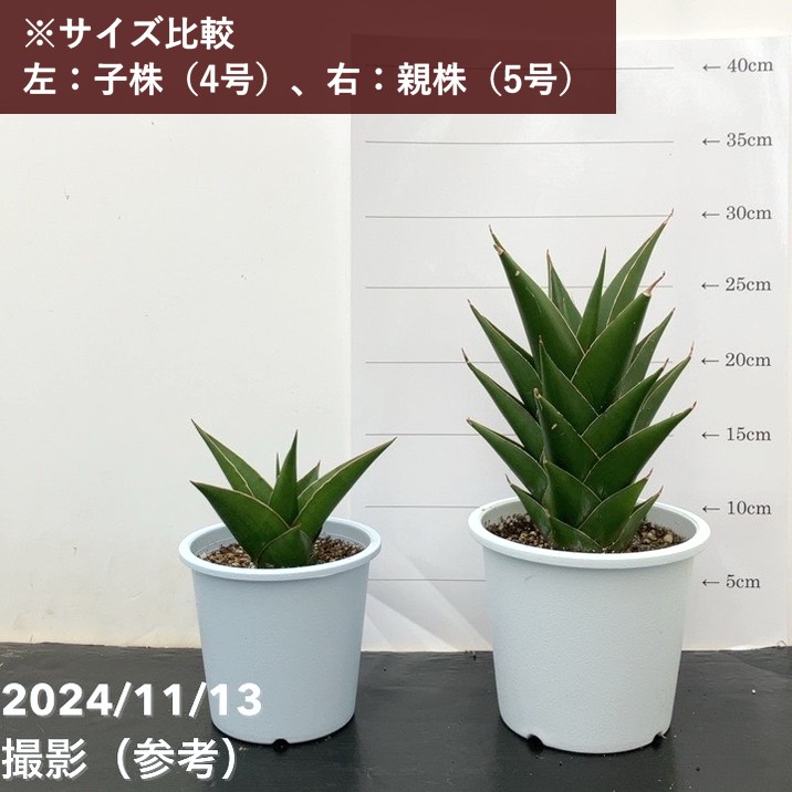 サンスベリア 4号 タワーブルー（子株）｜観葉02-D2 | 観葉・多肉