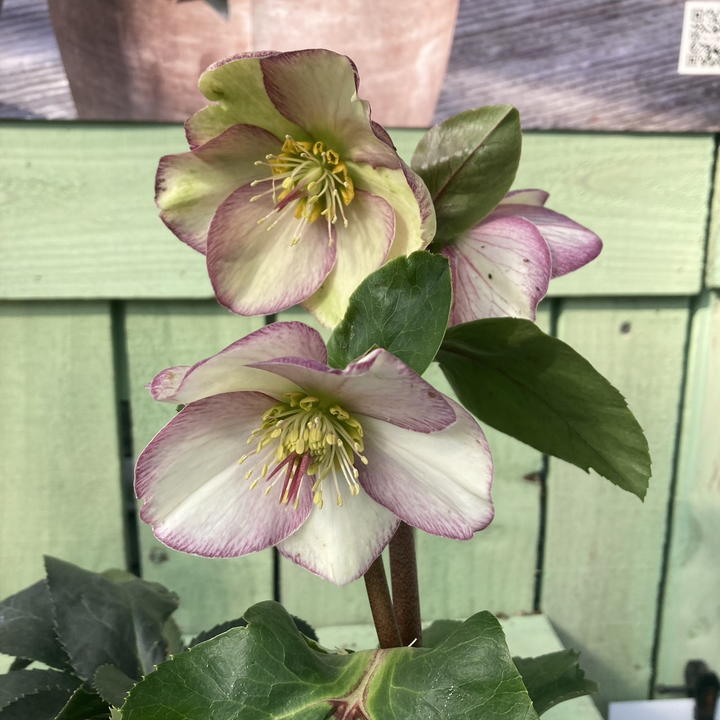 クリスマスローズ 氷の薔薇 6号 ピコティー｜山野04-PA | 草花