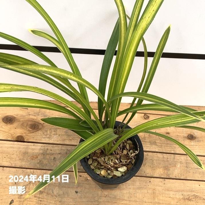 花芽2個付き＞キンリョウヘン 4.5号陶器（原種系）｜ミツバチ蘭｜洋蘭