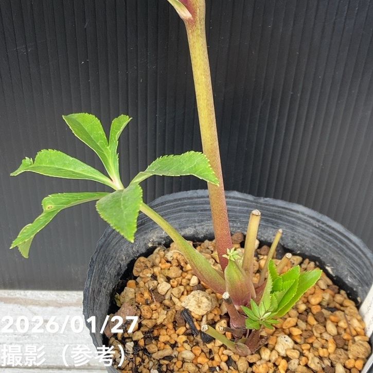 一点物】加藤農園 多弁系ゴールドクリスマスローズ ディオーネ 4.5号