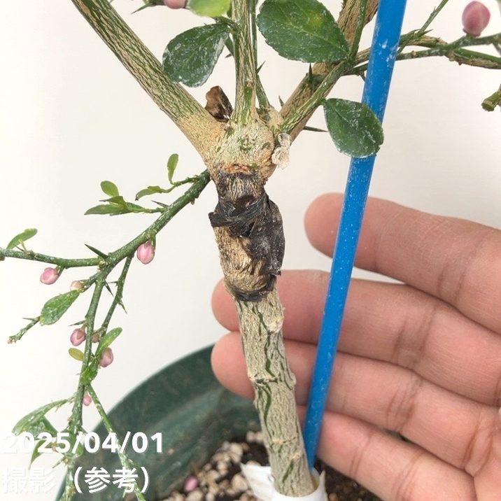 フィンガーライム 5号ロングスリット鉢 グリーンジャイアント｜柑橘